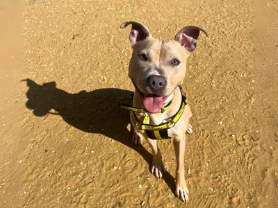 Sophie | Terrier (Staffordshire Bull) | Salisbury (Wiltshire) - 5