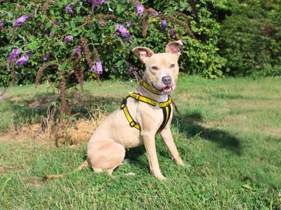 Sophie | Terrier (Staffordshire Bull) | Salisbury (Wiltshire) - 5