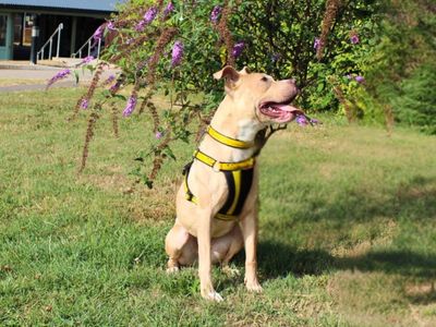 Sophie | Terrier (Staffordshire Bull) | Salisbury (Wiltshire) - 3