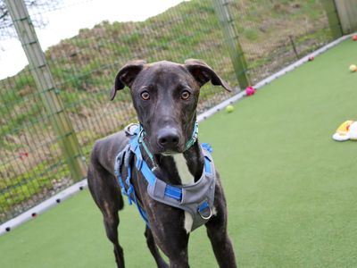 Arthur | Lurcher Cross | Darlington - 3
