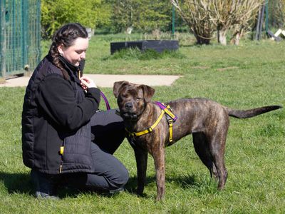 Sydney | Terrier (American Staffordshire) Cross | Loughborough - 5