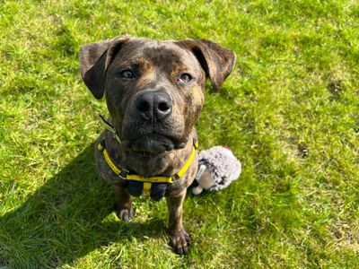 Sydney | Terrier (American Staffordshire) Cross | Loughborough - 3