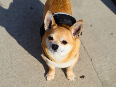 Rocko | Chihuahua (Smooth Coat) | Manchester - 3