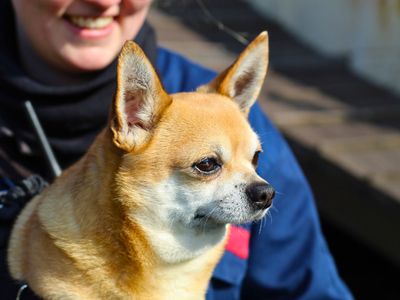 Rocko | Chihuahua (Smooth Coat) | Manchester - 2