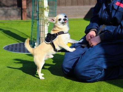 Reggie | Chihuahua (Smooth Coat) | Manchester - 5