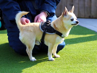 Reggie | Chihuahua (Smooth Coat) | Manchester - 2