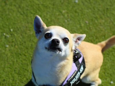 Reggie | Chihuahua (Smooth Coat) | Manchester - 3