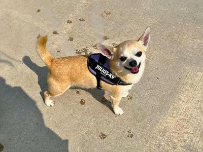 Reggie | Chihuahua (Smooth Coat) | Manchester - 4