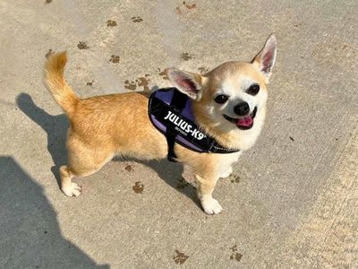Reggie | Chihuahua (Smooth Coat) | Manchester - 5