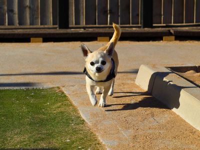 Reggie | Chihuahua (Smooth Coat) | Manchester - 3
