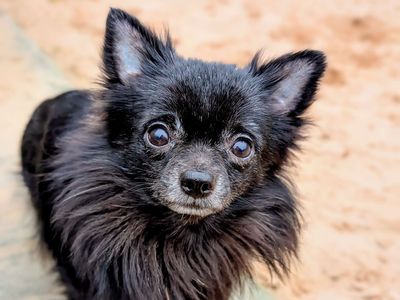 Anton | Chihuahua (Long Coat) | Cardiff - 3