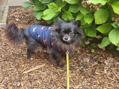Anton | Chihuahua (Long Coat) | Cardiff - 5