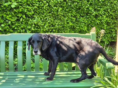 Sam | Spaniel (Cocker) Cross | West Calder (Edinburgh) - 5