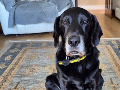 Sam | Spaniel (Cocker) Cross | West Calder (Edinburgh) - 3