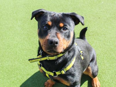 Tilly | Rottweiler | Evesham (Worcestershire) - 1