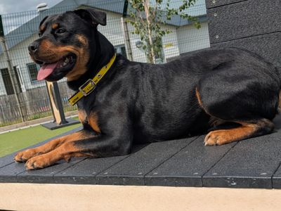 Tilly | Rottweiler | Evesham (Worcestershire) - 3