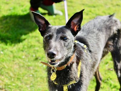 Wendy | Lurcher | Evesham (Worcestershire) - 3