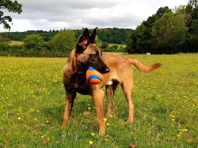 Wilson | Belgian Shepherd Dog (Malinois) | Evesham (Worcestershire) - 3