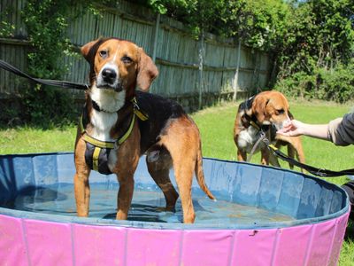 Mike | Foxhound Cross | Newbury (Berkshire) - 5