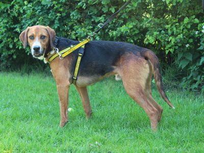 Mike | Foxhound Cross | Newbury (Berkshire) - 3