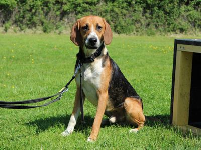 Sulley | Foxhound Cross | Newbury (Berkshire) - 3