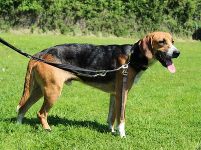 Sulley | Foxhound Cross | Newbury (Berkshire) - 5