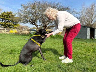 Luna | Greyhound Cross | Shoreham (Sussex) - 3