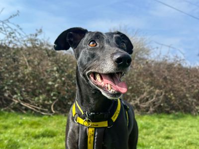 Luna | Greyhound Cross | Shoreham (Sussex) - 5