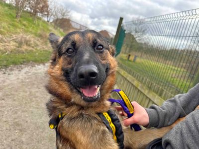Bentley | German Shepherd Dog | Basildon (Essex) - 3