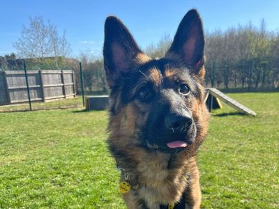 Bentley | German Shepherd Dog | Basildon (Essex) - 5