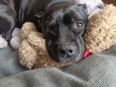 Pablo | Terrier (Staffordshire Bull) | Kenilworth (West Midlands) - 1