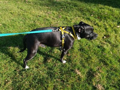 Pablo | Terrier (Staffordshire Bull) | Kenilworth (West Midlands) - 3