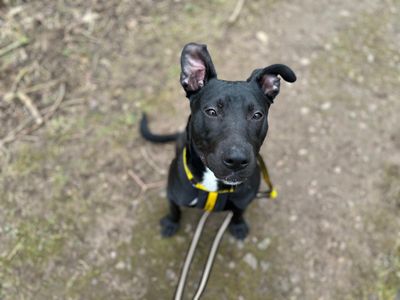 Barney | Retriever (Labrador) Cross | West Calder (Edinburgh) - 2