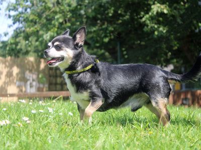 Reece | Chihuahua (Smooth Coat) | Merseyside (Liverpool) - 3