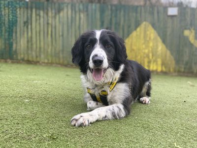 Alfie | Collie (Border) Cross | Ilfracombe - 3