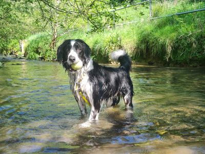 Alfie | Collie (Border) Cross | Ilfracombe - 5