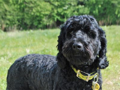Chewy | Poodle (Miniature) Cross | Kenilworth (West Midlands) - 2