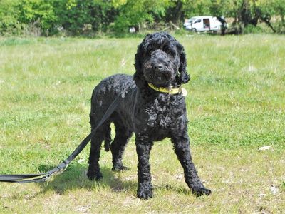 Chewy | Poodle (Miniature) Cross | Kenilworth (West Midlands) - 3