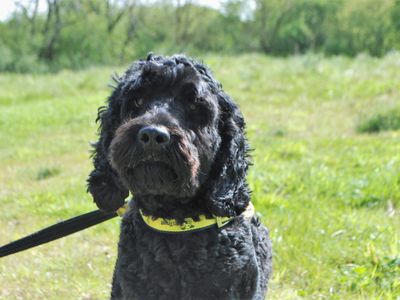Chewy, a 6 years old male Poodle available for adoption from Dogs Trust in Kenilworth (West Midlands)