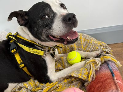 Tia | Terrier (Staffordshire Bull) | Bridgend (Wales) - 3