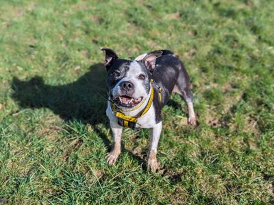 Tia | Terrier (Staffordshire Bull) | Bridgend (Wales) - 1
