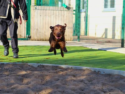 Teddy | Retriever (Labrador) | Manchester - 5