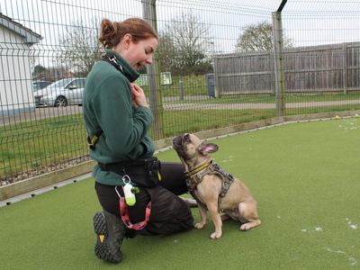 Ruby | French Bulldog | Evesham (Worcestershire) - 5