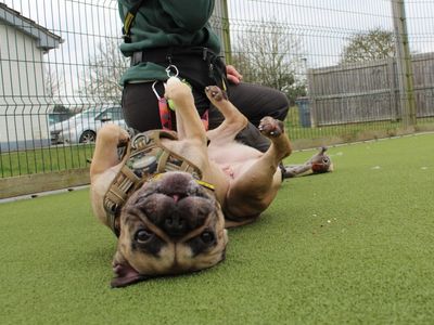 Ruby | French Bulldog | Evesham (Worcestershire) - 5