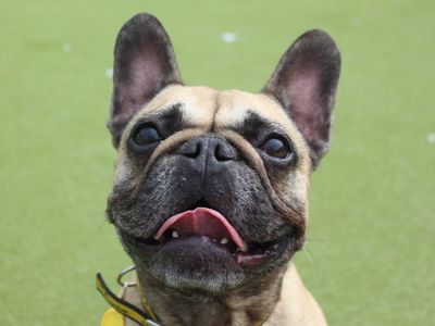 Ruby | French Bulldog | Evesham (Worcestershire) - 3