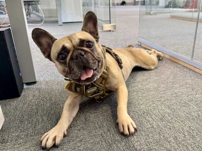 Ruby | French Bulldog | Evesham (Worcestershire) - 3