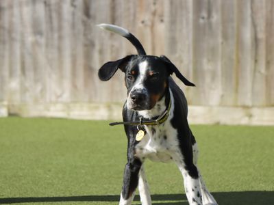 Kenny | Beagle Cross | Evesham (Worcestershire) - 5