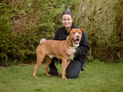 Ricky | Terrier (Staffordshire Bull) | Kenilworth (West Midlands) - 5