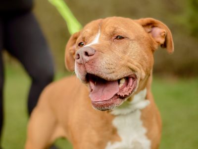 Ricky | Terrier (Staffordshire Bull) | Kenilworth (West Midlands) - 3