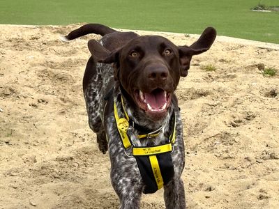Hunter | Pointer (German Shorthaired) | Shoreham (Sussex) - 1